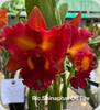 Rlc. Shinaphat on Fire